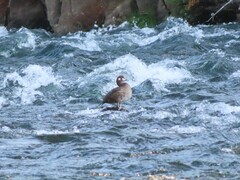 Histrionicus histrionicus