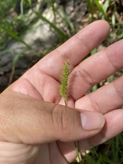 Setaria parviflora