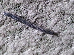 Tachypodoiulus niger