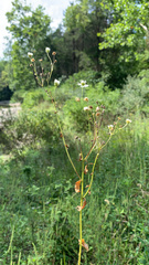 Erigeron