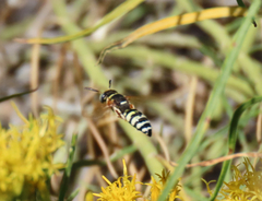 Philanthus ventilabris
