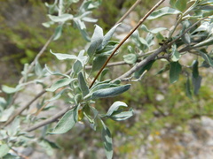 Zaluzania mollissima