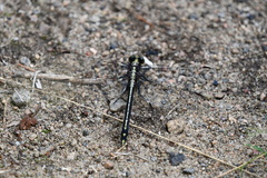 Dromogomphus spinosus