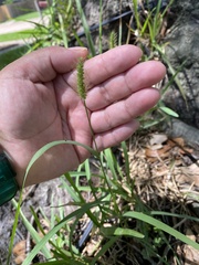 Setaria parviflora