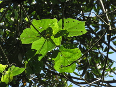 Heliocarpus americanus