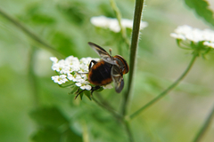 Phasia hemiptera