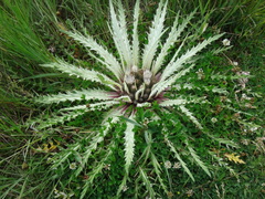 Cirsium tioganum