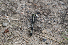 Dromogomphus spinosus