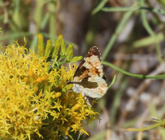 Phyciodes pulchella