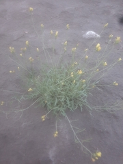 Diplotaxis tenuifolia