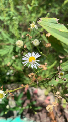 Erigeron
