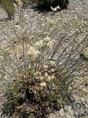 Eriogonum nudum