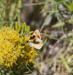 Phyciodes pulchella