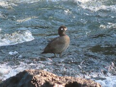 Histrionicus histrionicus