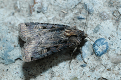 Opigena polygona