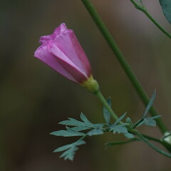 Convolvulus arvensis