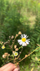 Erigeron