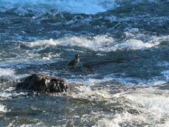 Histrionicus histrionicus