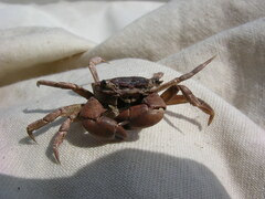 Hemigrapsus oregonensis
