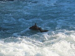 Histrionicus histrionicus