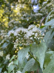 Mikania scandens