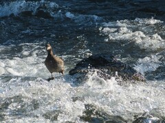 Histrionicus histrionicus