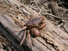 Hemigrapsus oregonensis