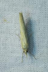 Agriphila tristella