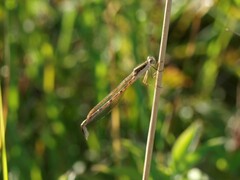 Sympecma fusca