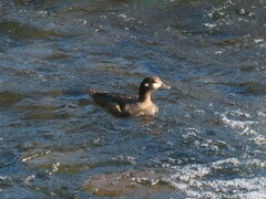 Histrionicus histrionicus