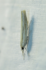Agriphila tristella