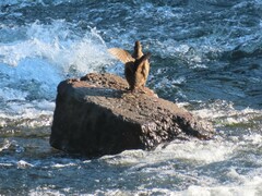 Histrionicus histrionicus