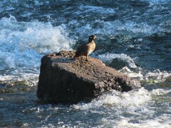 Histrionicus histrionicus