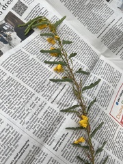 Chamaecrista