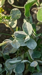 Medicago lupulina