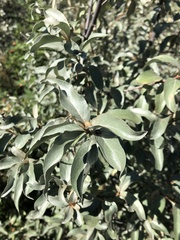 Elaeagnus commutata