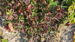 Trifolium arvense