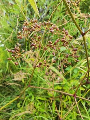 Cicuta maculata victorinii