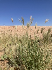 Chloris virgata