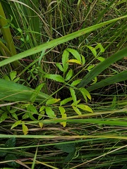 Cicuta maculata victorinii