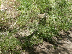 Pituophis catenifer deserticola