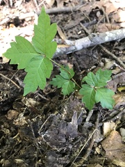 Toxicodendron pubescens