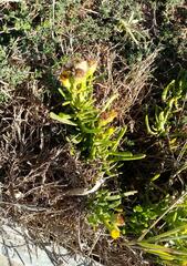 Limbarda crithmoides