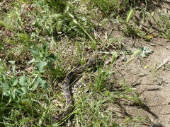 Pituophis catenifer deserticola