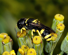 Crabroninae
