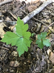 Toxicodendron pubescens