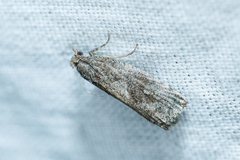 Endothenia quadrimaculana