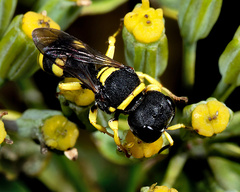 Crabroninae