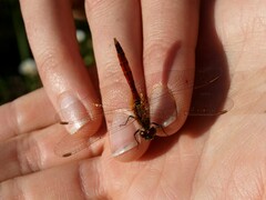 Sympetrum depressiusculum