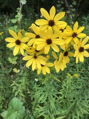 Coreopsis tripteris